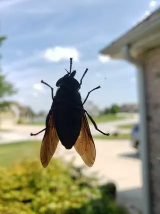 Planet Pest Solutions