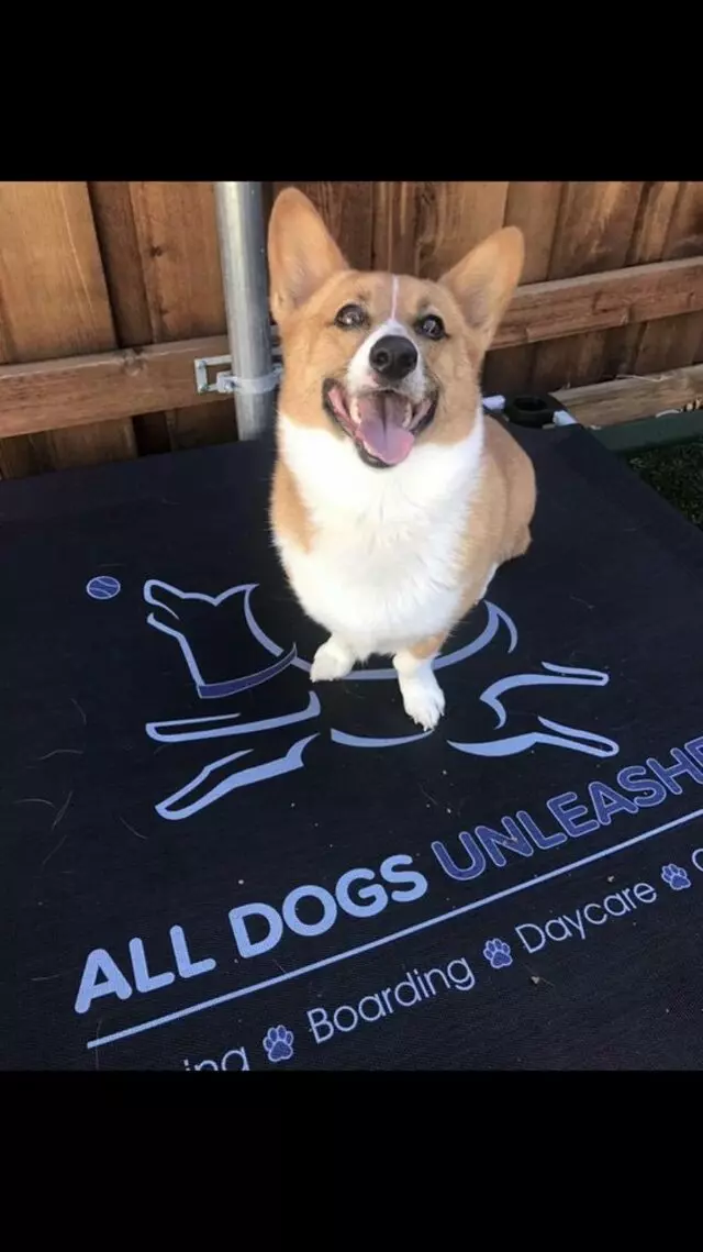 All Dogs Unleashed