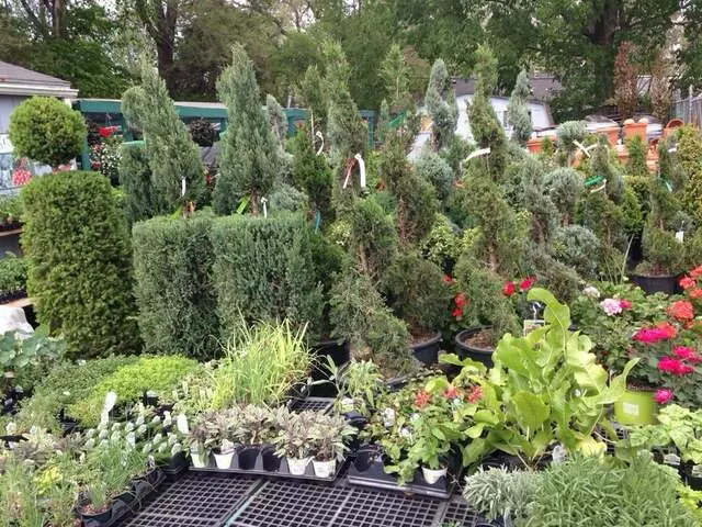 Angelo’s Nursery