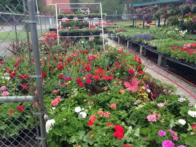 Angelo’s Nursery