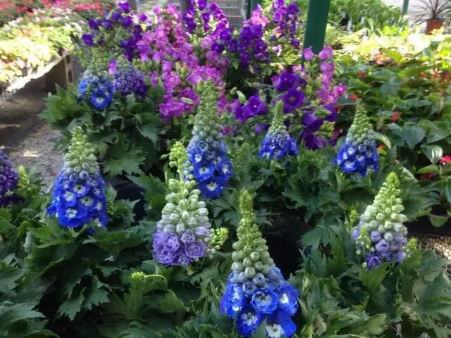 Angelo’s Nursery
