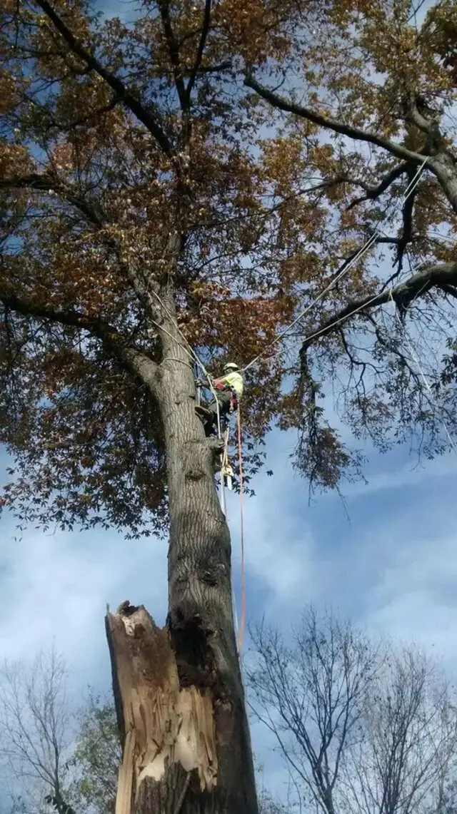 Arbest Tree Service