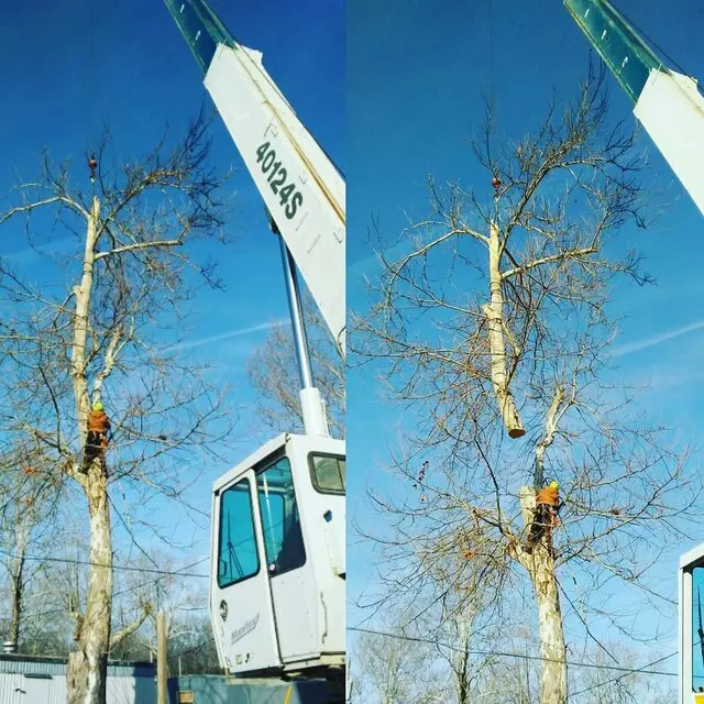 Arbest Tree Service