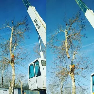 Arbest Tree Service