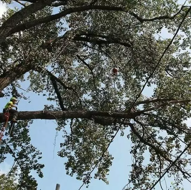 Arbest Tree Service