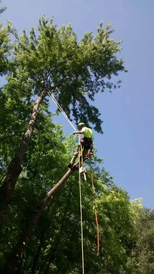 Arbest Tree Service