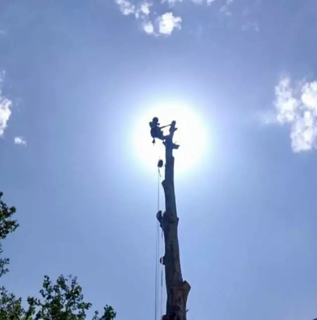 Arbest Tree Service