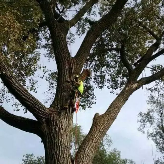 Arbest Tree Service