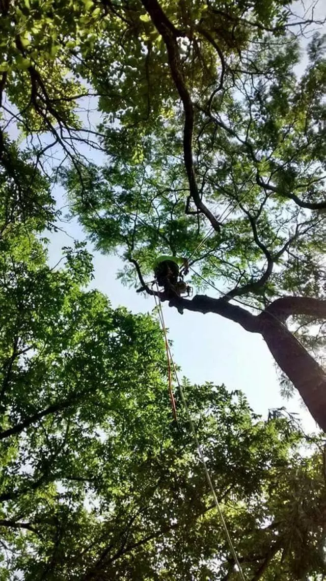Arbest Tree Service