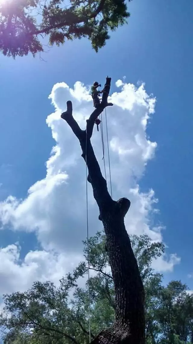 Arbest Tree Service
