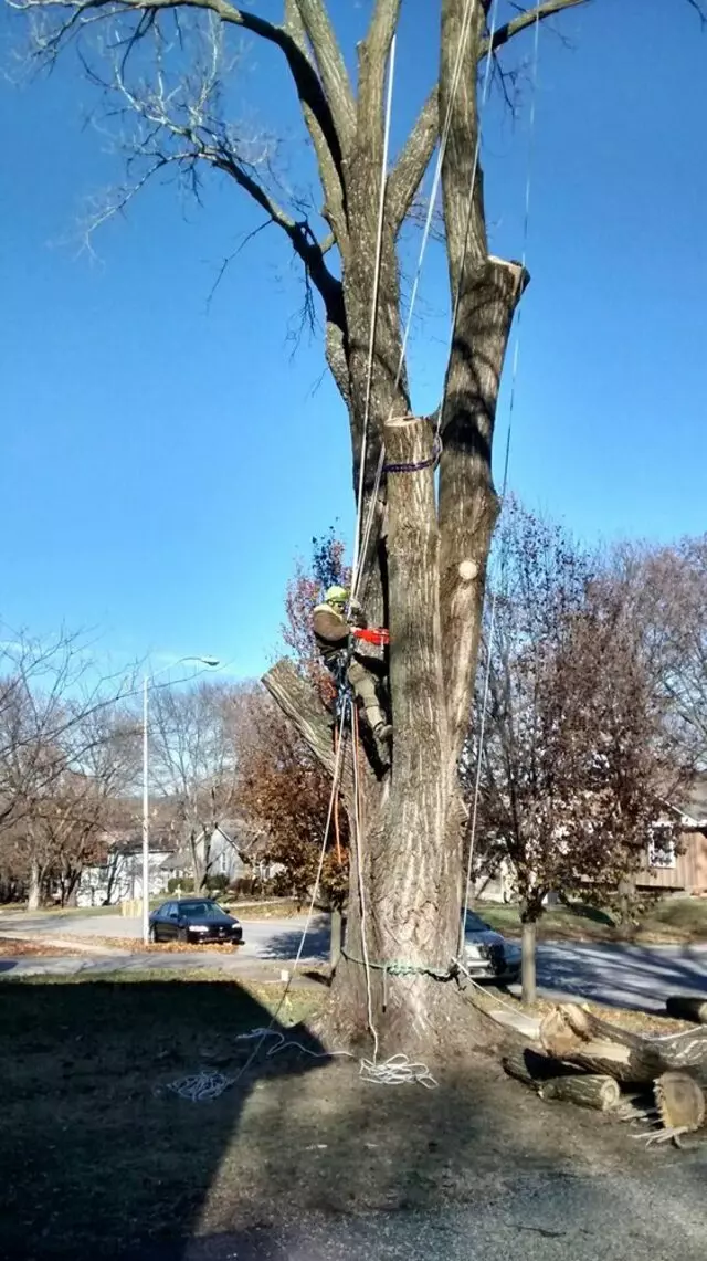 Arbest Tree Service