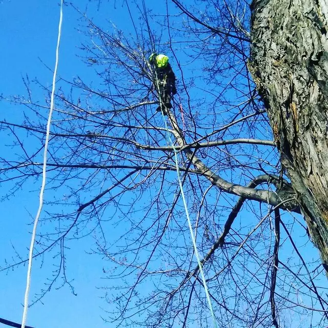 Arbest Tree Service
