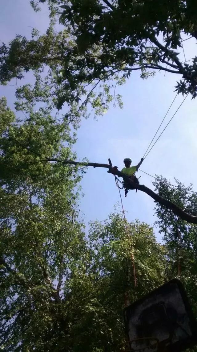 Arbest Tree Service